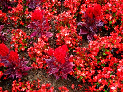 Tiresome flowers bed