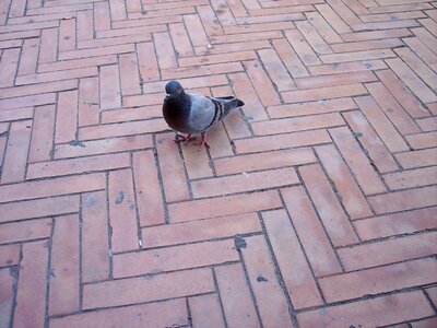 Colombo bird pigeon birds photo