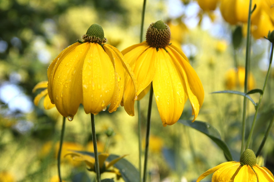 Flower blossom bloom photo