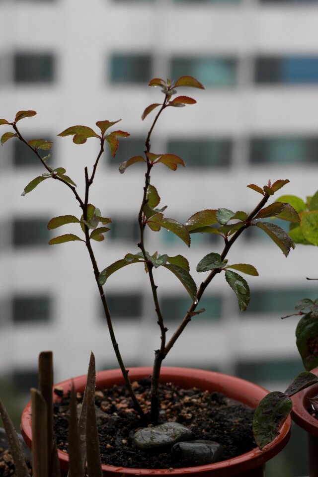 Plants apartments veranda
