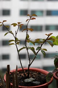 Plants apartments veranda