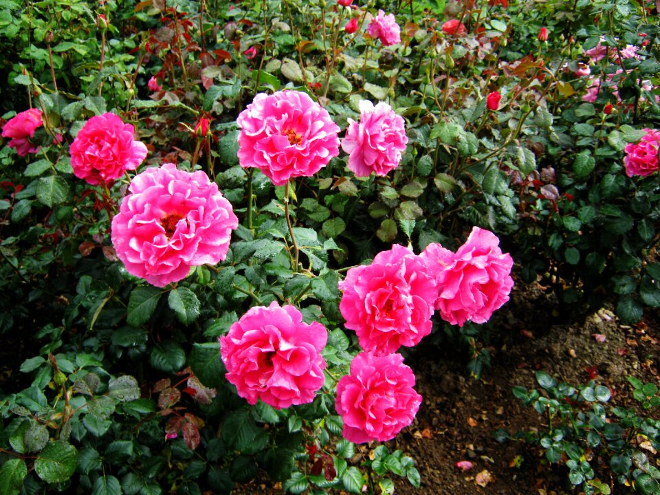 Flowers bed strong