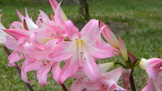 Flower pink lily garden