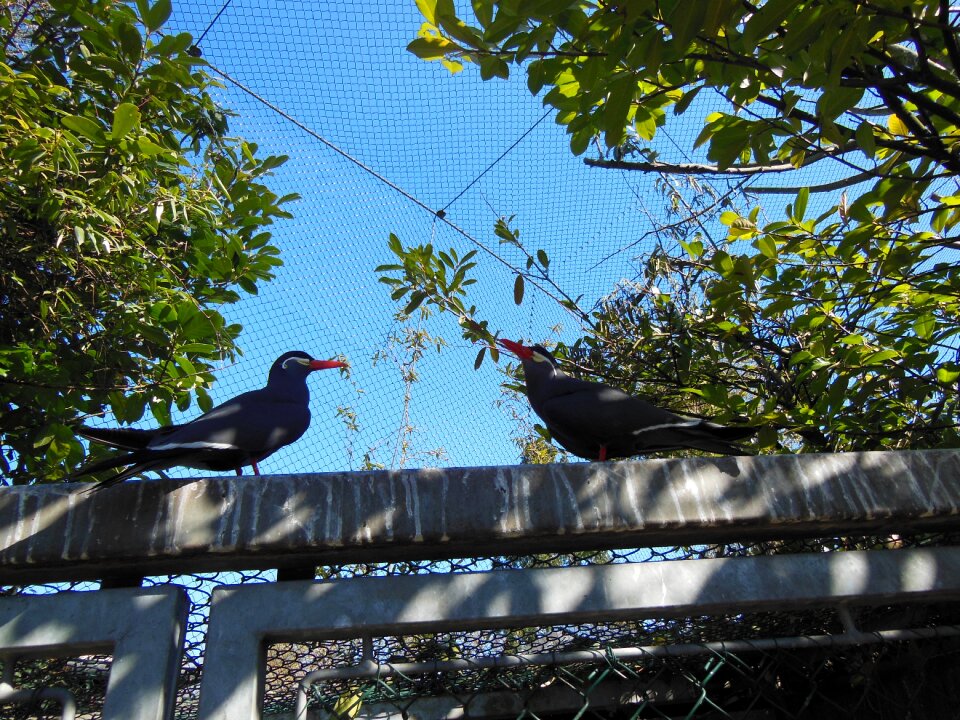 South america dark plumage white feather tufts