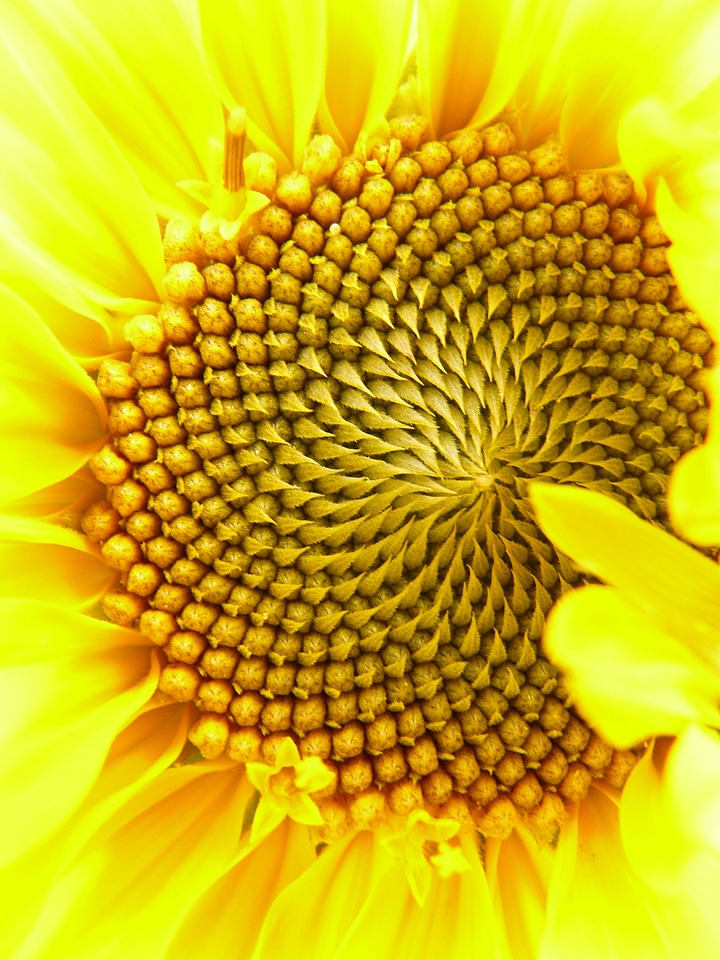 Tubular flowers sunflower helianthus annuus