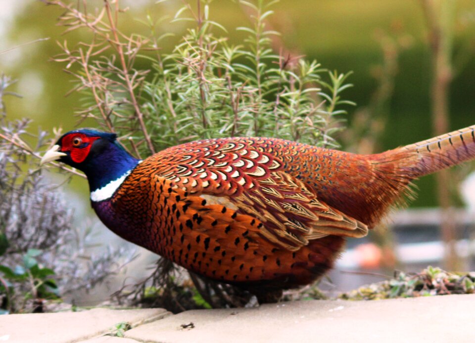 Species bird colorful