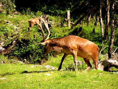 The horns wild animal