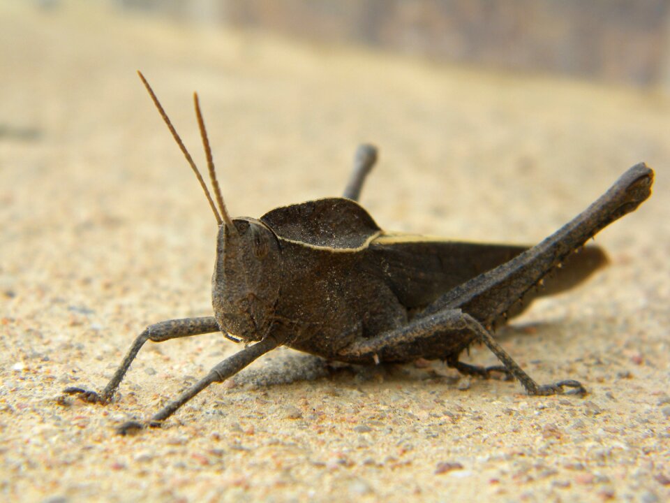 Insect grasshopper animal
