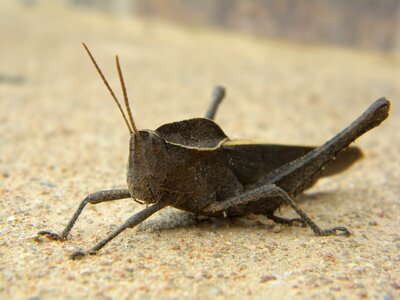 Insect grasshopper animal photo