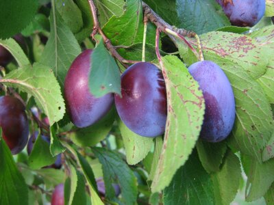 Fruit sweet plum