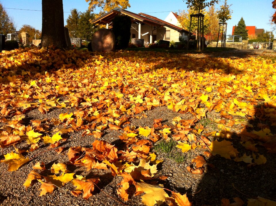 Leaves golden autumn yellow