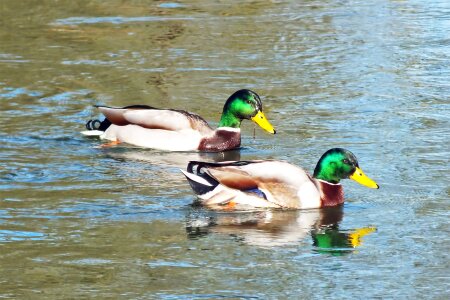 Animal river waters photo