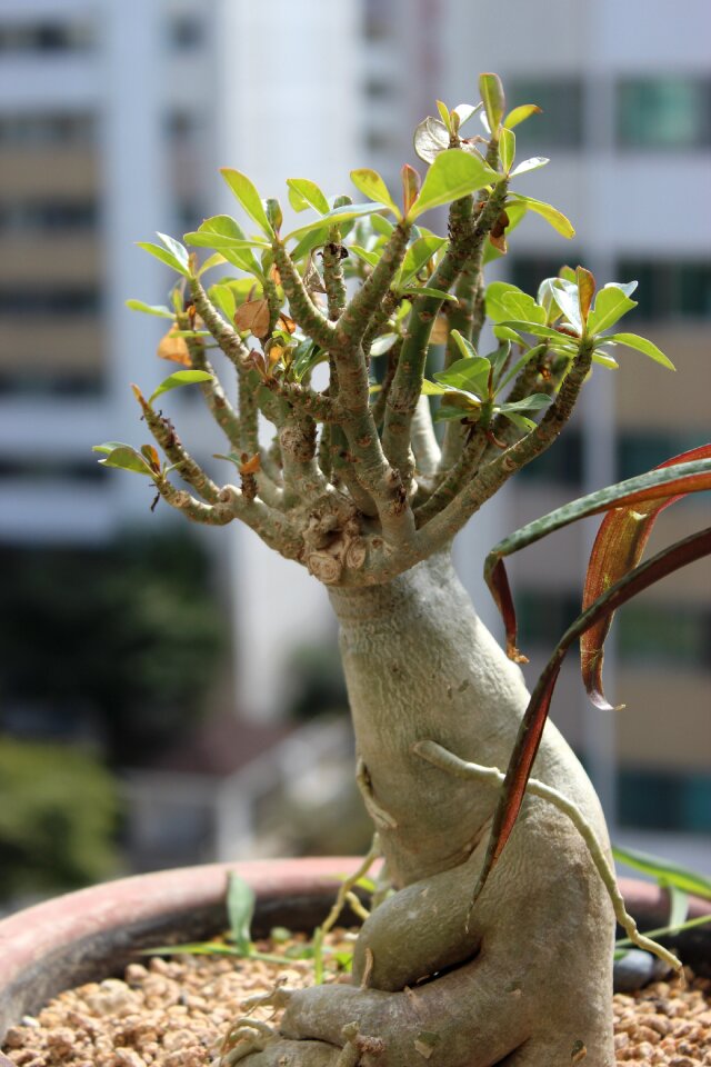 Apartments veranda plants