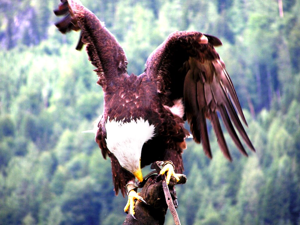 Raptor bird of prey feathers