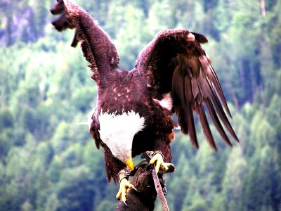 Raptor bird of prey feathers