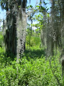Water moss landscape