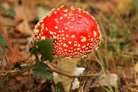 Fly agaric grass small photo