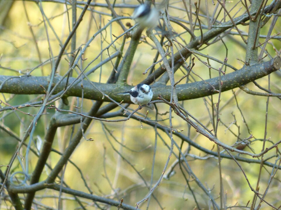 Aegithalidae bird songbird