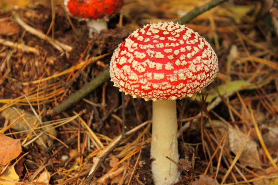 Mushroom flower real