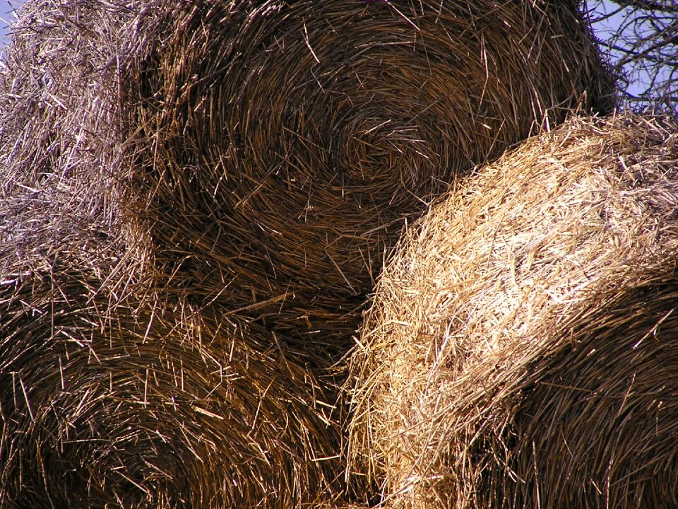 Hay azienda agricola chaudhary