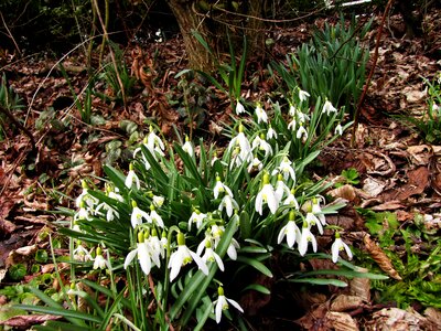 Snowdrop galanthus signs of spring