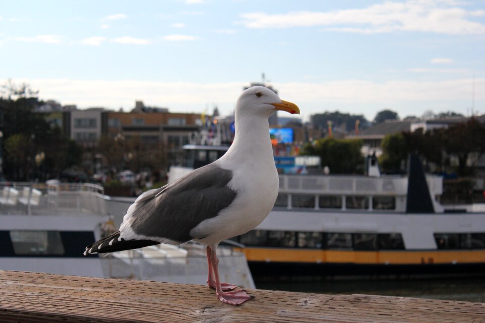 San francisco pier 39 california