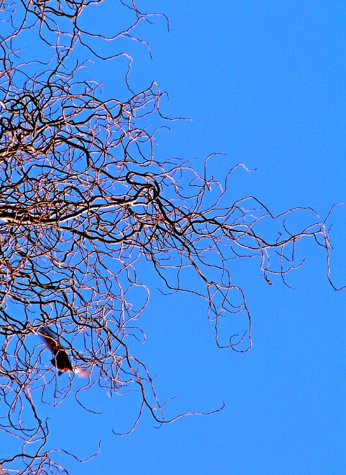 Sky blue bird