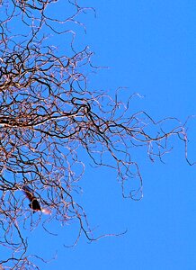 Sky blue bird photo