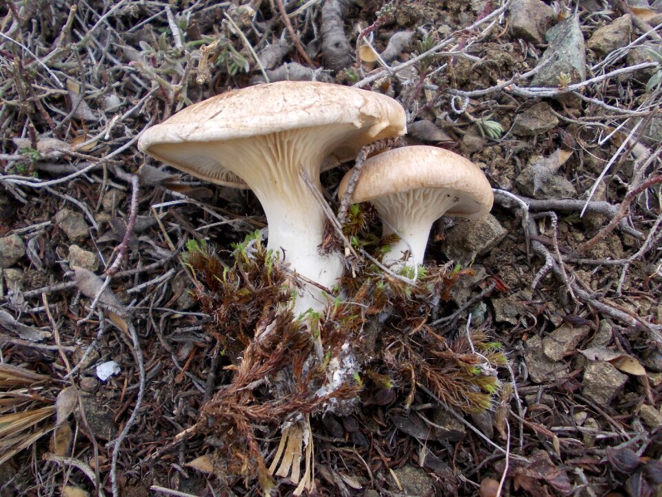 Mushrooms nature in the fall of