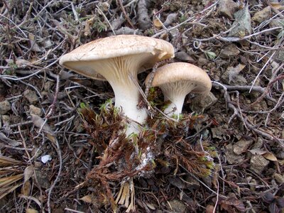 Mushrooms nature in the fall of