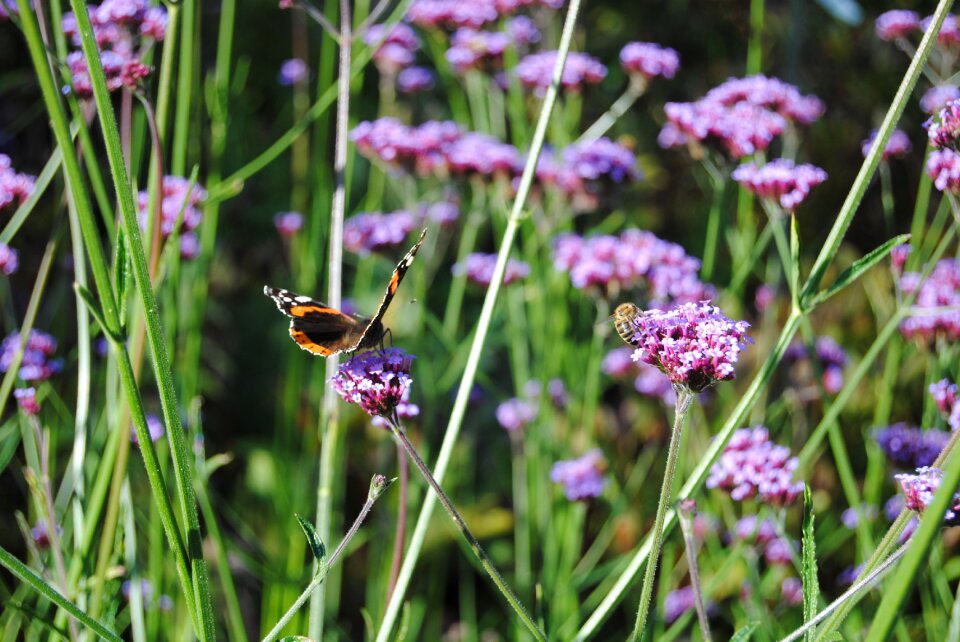 Butterfly plant flower
