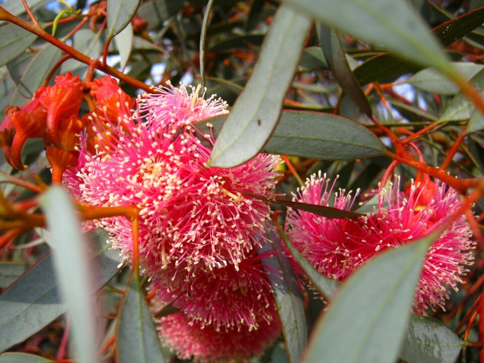 Bloom eucalyptus pink