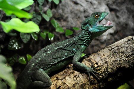 Reptile animal nature