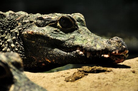 Reptile predator dangerous