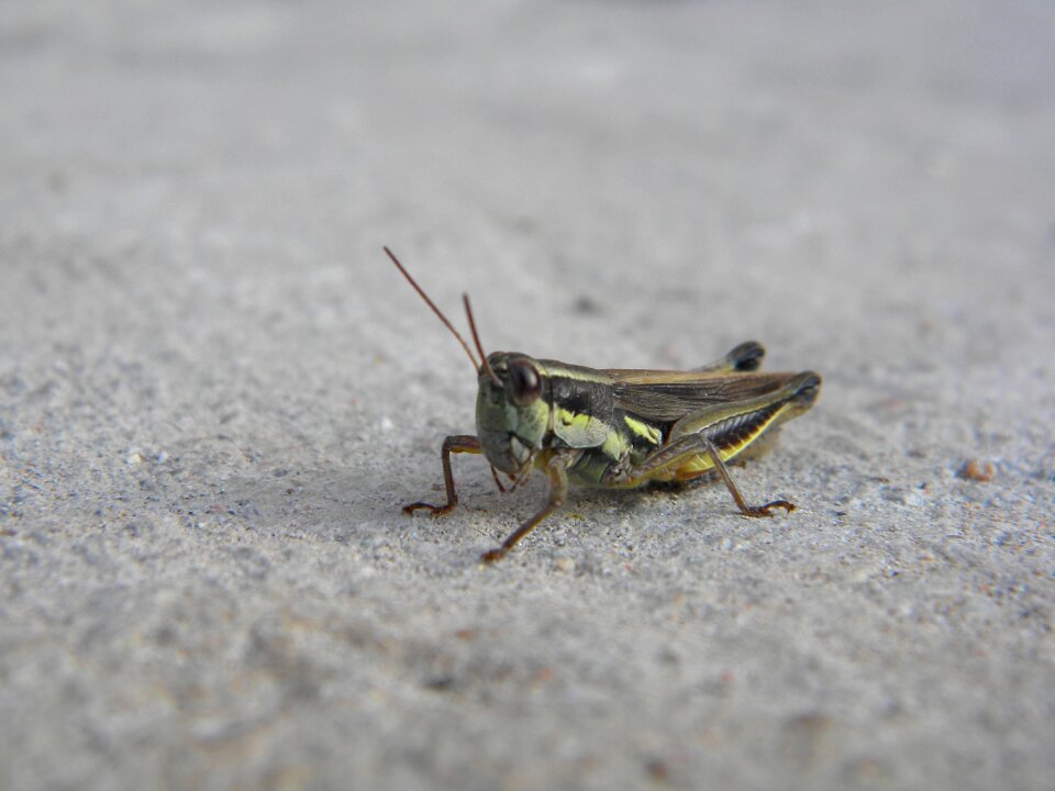 Cricket antennas legs