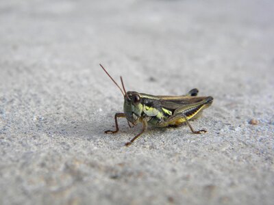 Cricket antennas legs