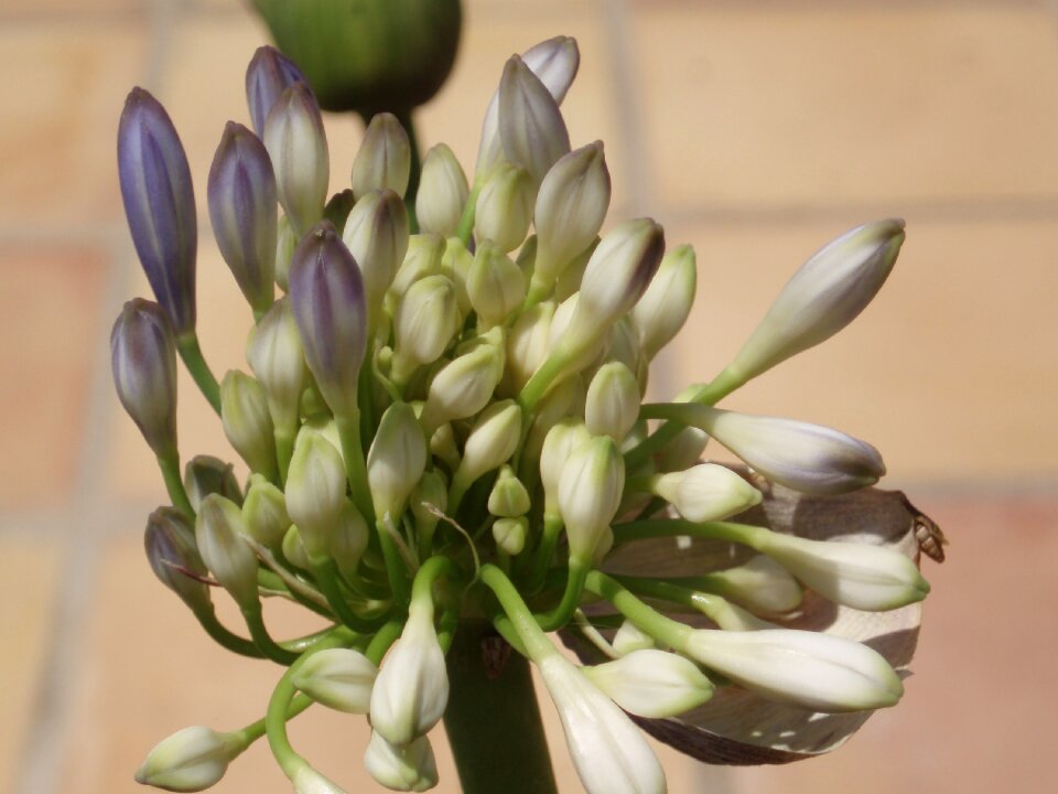 Bud plant bloom