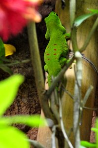 Reptile green red photo