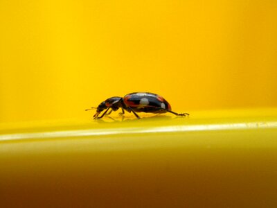Ladybug detail beetle photo