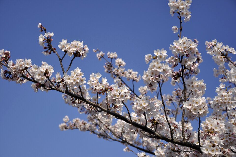 Flowers blossom cherry blossoms