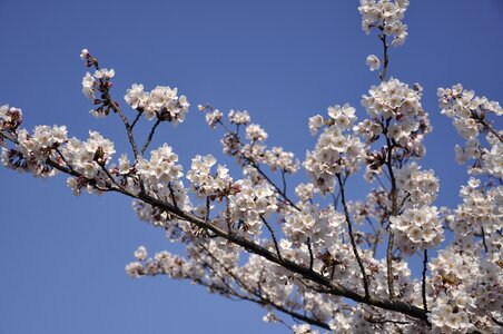 Flowers blossom cherry blossoms