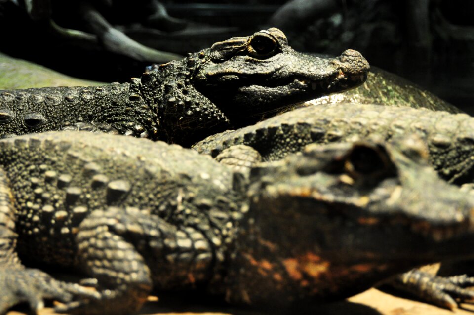 Dangerous predator carnivores