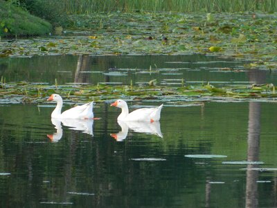 Duck mallards pond photo