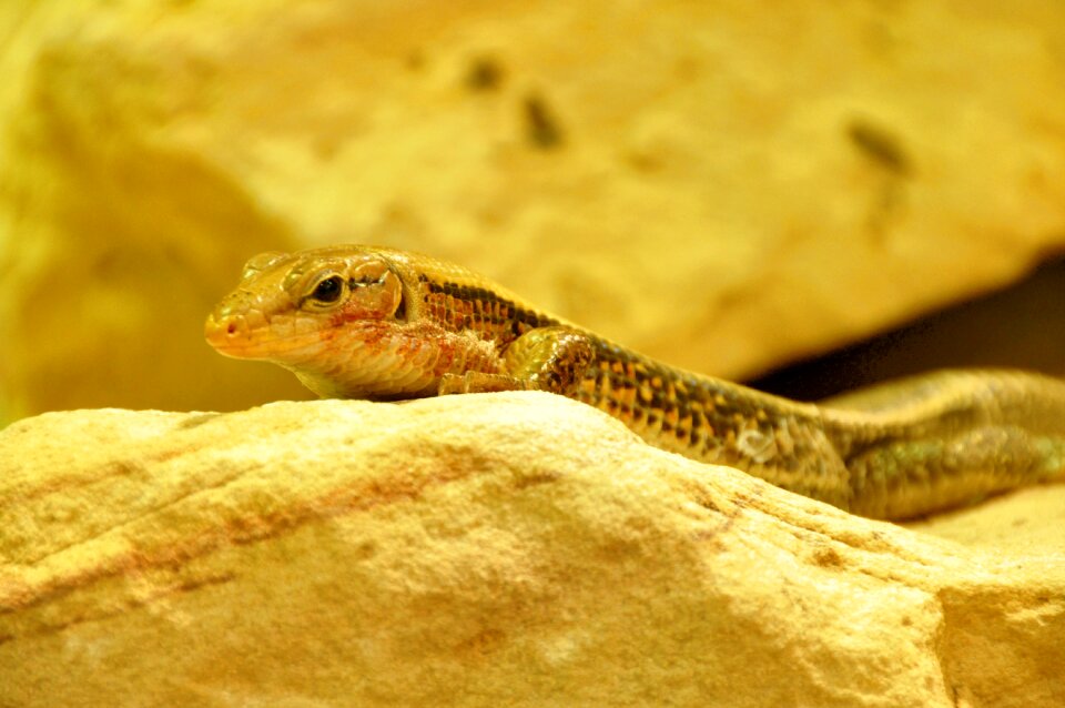 Reptile animal close up
