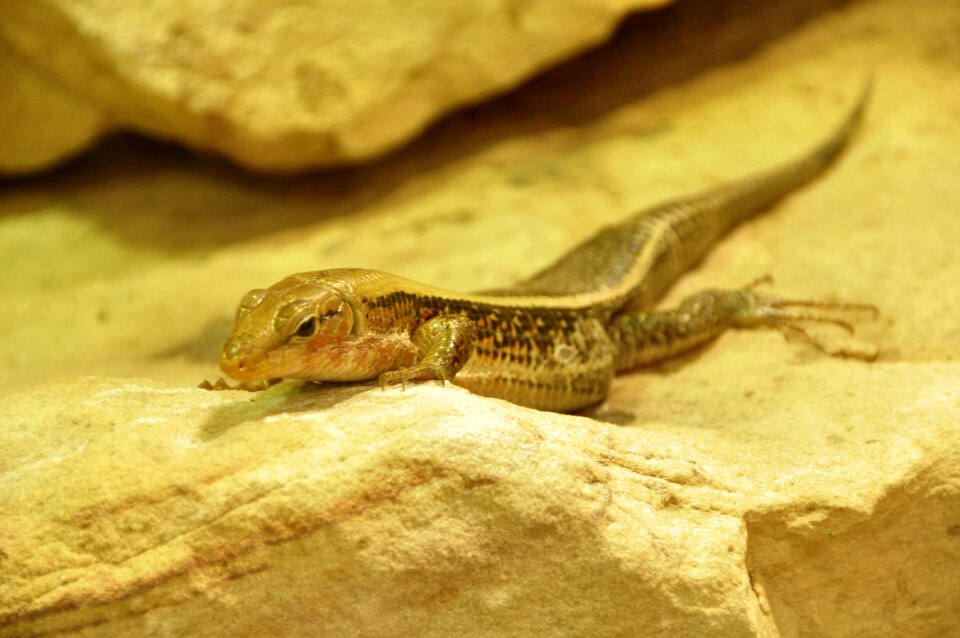 Animals reptile creature