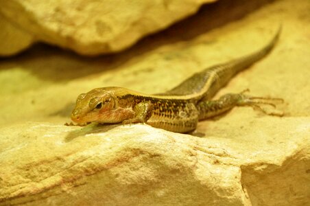 Animals reptile creature