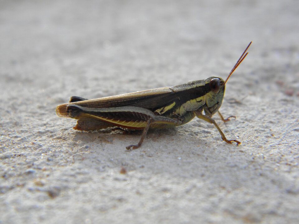 Insect antennas legs