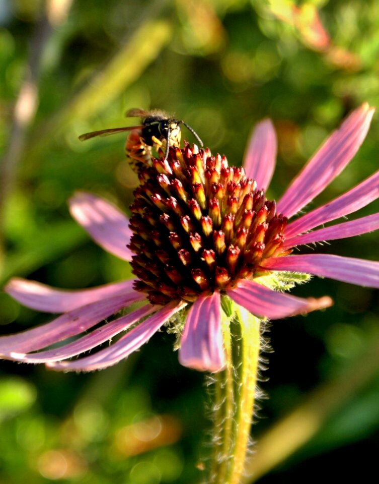 Bee purple purple flowers photo