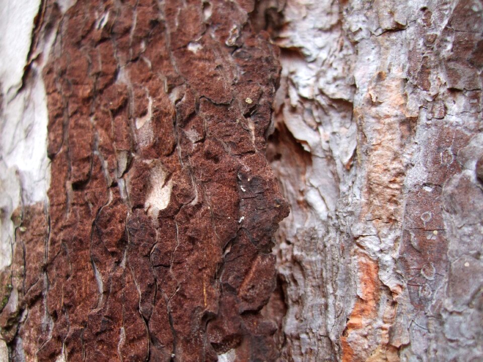 Brown nature structure