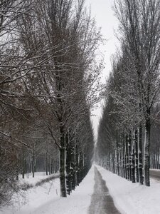 Winter snow trees